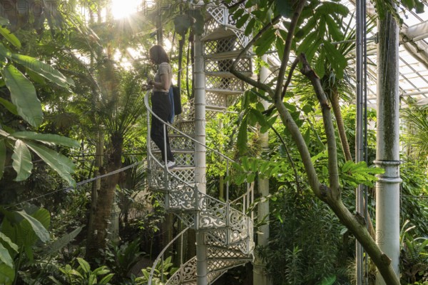 Woman standing on a decorative spiral staircase made of cast iron in a light-flooded tropical greenhouse, historic greenhouse, palm house, botanical garden or botanisk have, University of Copenhagen, Denmark