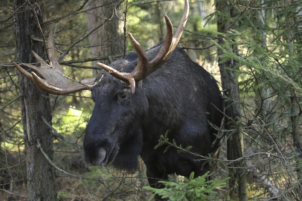 Elk (Alces alces) Portrait of a bull, South Sweden, Sweden