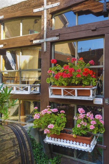 Flower boxes at the local history museum in Eningen, geraniums (Pelargonium), exhibition building, Eningen unter Achalm, Baden-Württemberg, Germany