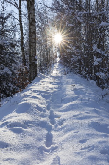 Narrow path in winter forest with sun, Erzgebirge, Saxony, Germany