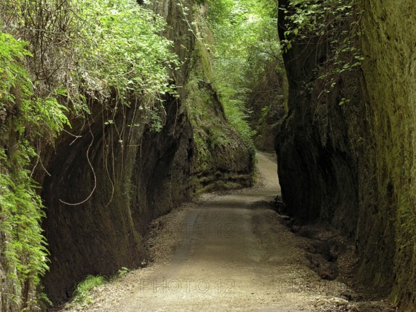 Etruscan path carved into tuff rock, ancient road of the devil, hollow way, Via Cava Il Cavone at the temple tomb Tomba Ildebranda, Hildebrand's tomb, Sovana, Sorano, Province of Grosseto, Tuscany, Italy