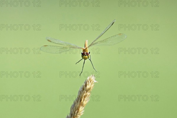 Marsh dragonfly (Sympetrum depressiusculum), female approaching a blade of grass, Switzerland