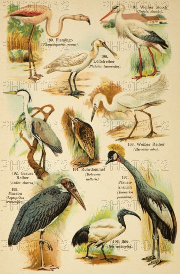 Flamingo (Phoenicopterus roseus), White Stork (Ciconia ciconia), eurasian spoonbill (Platalea leucorodia), White Heron (Herodias alba), eurasian bittern (Botaurus stellaris), Grey Heron (Ardea cinerea), Marabou (Leptoptilus crumenifer), Ibis (Ibis aethiopica) black crowned crane (Balearica pavonina) Birds of the World, historical illustration 1890