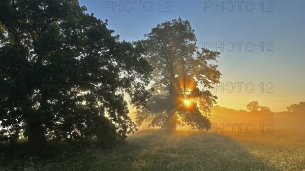 Sunrise, floodplain meadows, floodplain landscape on the Middle Elbe, morning mist, fog, sunrays, old oaks, solitary oaks, high summer, Middle Elbe Biosphere Reserve, Saxony-Anhalt, Germany