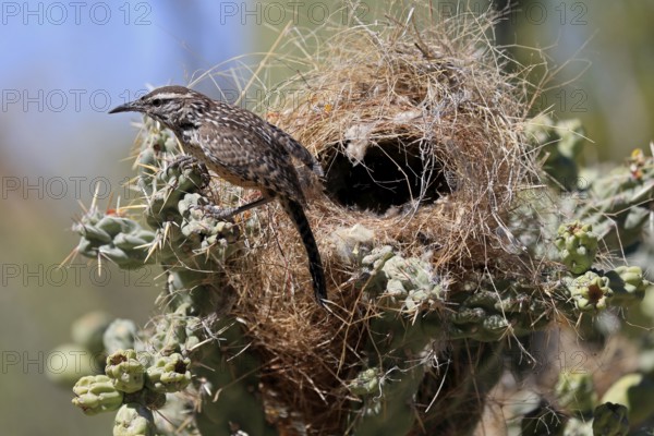 Cactus wren (Campylorhynchus brunneicapillus), adult, on cactus, at nest, Sonoran Desert, Arizona, North America, USA