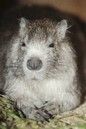 Desmarest's hutia (Capromys pilorides), captive, occurring in Cuba