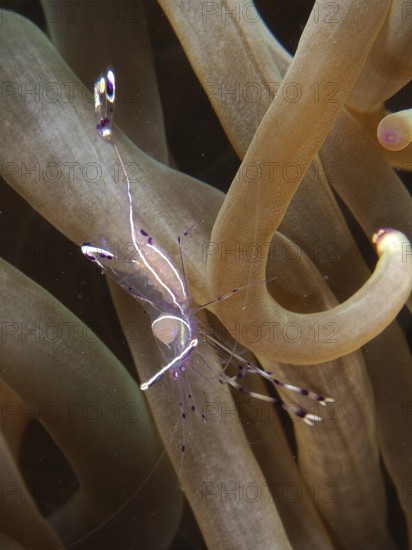 Transparent Red Sea partner shrimp (Periclimenes longicarpus) between bubble anemone (Entacmaea quadricolor) in a symbiotic environment in the ocean, dive site House Reef, Mangrove Bay, El Quesir, Red Sea, Egypt