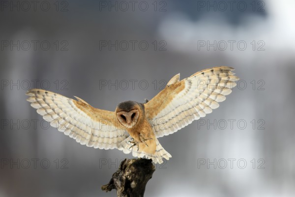 Central European barn owl (Tyto alba guttata), adult, flying, in winter, in snow, landing on wait, Šumava, Czech Republic