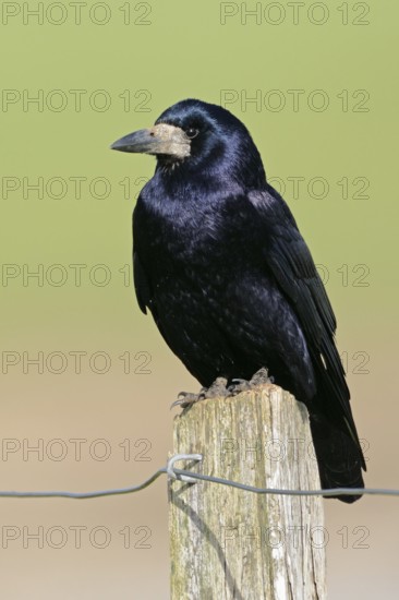 Rook (Corvus frugilegus) perched on a pale, North Rhine-Westphalia, Germany