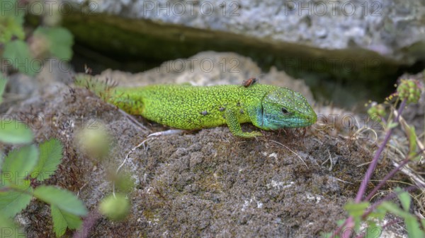 Western green lizard (Lacerta bilineata), resting on a stone of a dry stone wall, Neckar valley, Baden-Württemberg, Germany