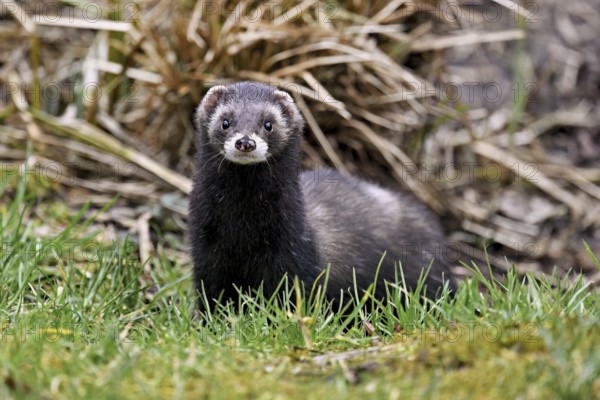European polecat (Mustela putorius), also known as ferret, standing in a meadow, captive, Switzerland