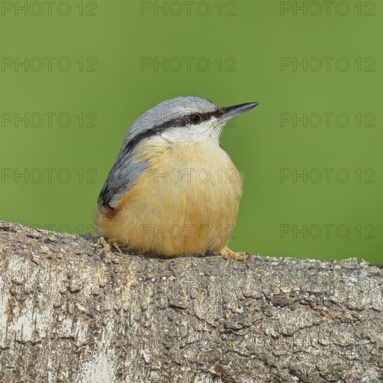Nuthatch (Sitta europaea) sitting on a fallen birch trunk, Animals, Birds, Siegerland, North Rhine-Westphalia, Germany