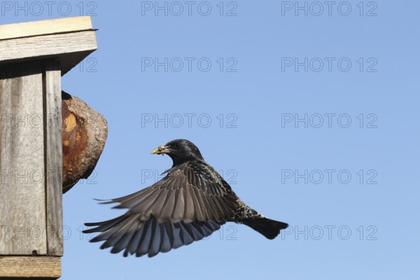 Starling (Sturnus vulgaris) flies to the nesting box in the garden with food in its beak, Allgäu, Bavaria, Germany, Allgäu, Bavaria, Germany