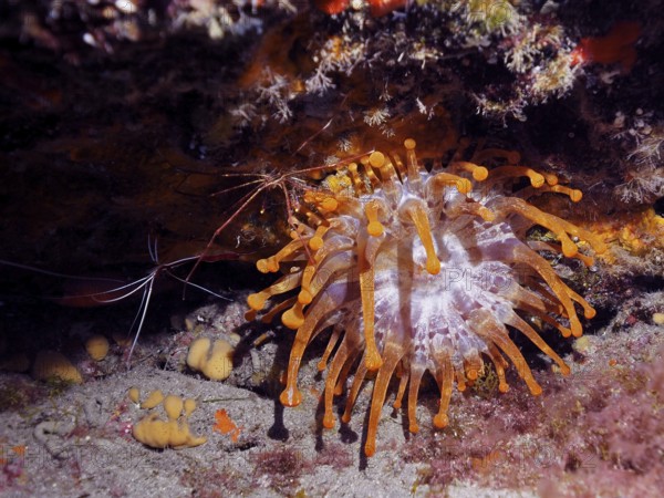 A white club-tipped anemone (Telmatactis cricoides) with orange-coloured tentacles clings to a rock. Dive site El Cabron marine reserve, Arinaga, Gran Canaria, Spain, Atlantic Ocean