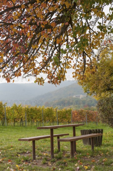 Wooden tables under a colourful tree, vineyards and Palatinate Forest with Villa Ludwigshöhe in the distance in autumn, German or Southern Wine Route, Southern Palatinate, Palatinate, Rhineland-Palatinate, Germany