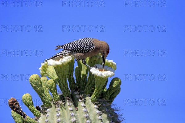 Gila woodpecker (Melanerpes uropygialis), adult, male, feeding on saguaro cactus flower, Sonoran Desert, Arizona, North America, USA