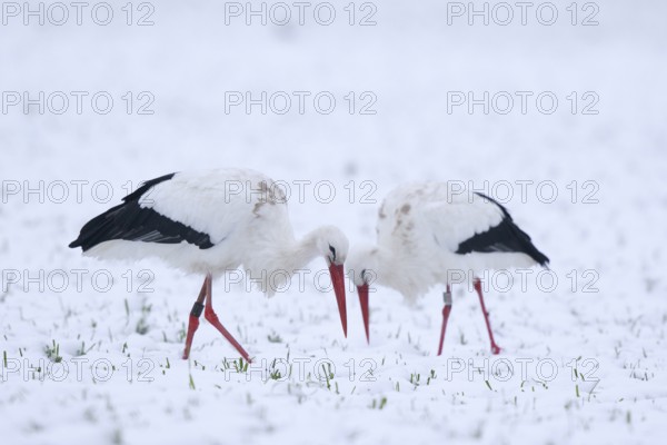 White Stork (Ciconia ciconia) foraging in snow, North Rhine-Westphalia, Germany