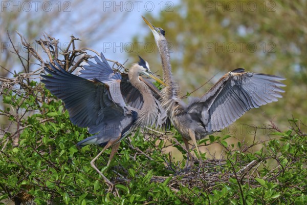 Two Great blue heron (Ardea herodias), with outstretched wings perched on branches surrounded by green leaves and trees on nest, Wakodahatchee Wetlands, Delray Beach, Florida, USA