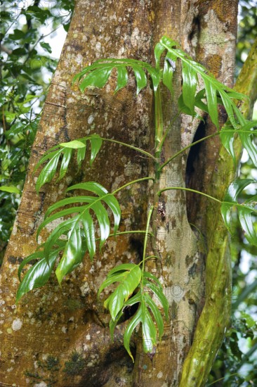 Tropical plant on tree trunk, rainforest, vegetation, rainforest, tropical forest, Queensland, Australia
