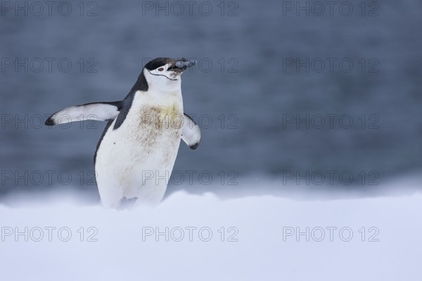 Chinstrap Penguin (Pygoscelis antarcticus), Antarctica