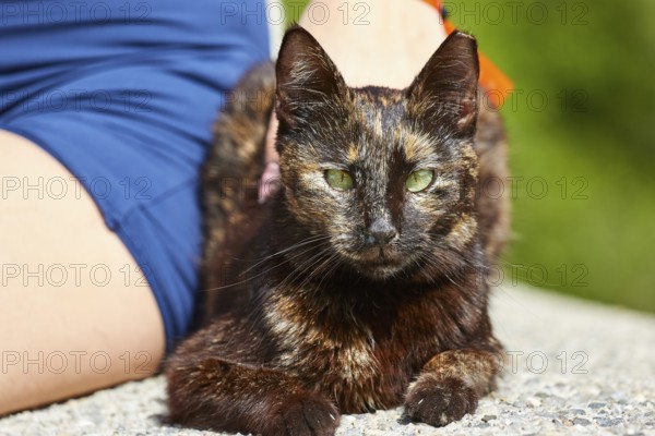 Black cat lying on the ground next to a person, Kalithea, cat station, Rhodes, Dodecanese, Greek Islands, Greece
