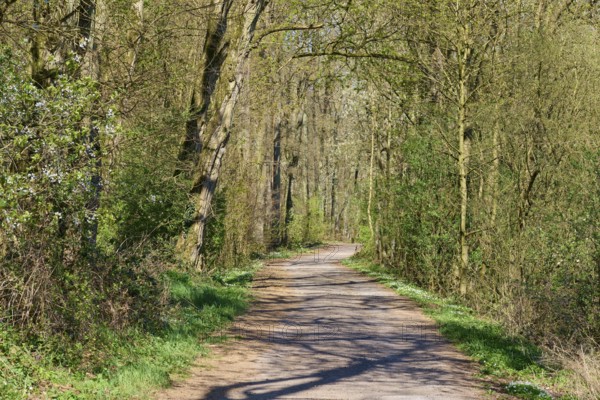 Shady path through the forest, lined with green trees and bushes, Pflaumheim, Großostheim, Bavaria, Germany