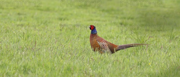 Pheasant, hunting pheasant (Phasianus colchicus), adult male bird in a meadow, wildlife, Lembruch, Ochsen Moor, Dümmer nature park Park, Lower Saxony, Germany