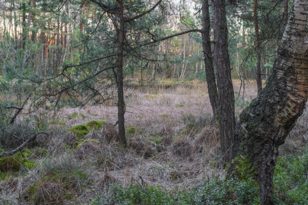 Spruce trees and a birch tree on the bank of a pond in the primeval forest of the Wildeshauser Geest, Ahlhorn, Emstek, Oldenburg, Lower Saxony, Germany