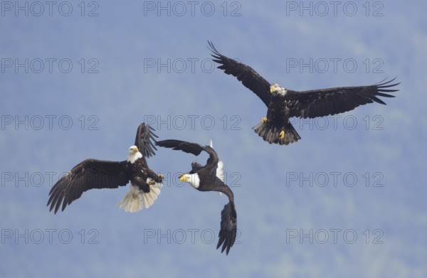 Bald Eagle (Haliaeetus leucocephalus) wrangling in flight, Washington, USA