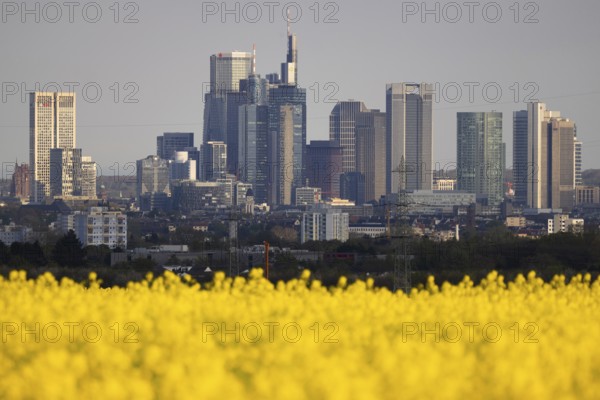Rape fields bloom in spring in front of the Frankfurt banking skyline, Frankfurt am Main, Hesse, Germany