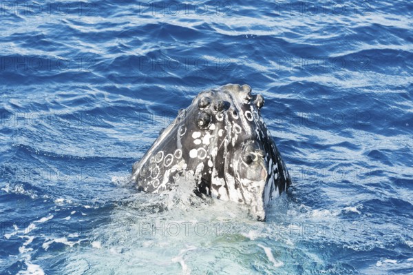 Humpback whale surfacing, Hervey Bay, Queensland, Australia