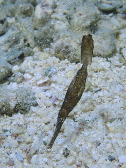 Slender seagrass ghost pipefish (Solenostomus cyanopterus) camouflages itself on sandy seabed, dive site House Reef, Mangrove Bay, El Quesir, Red Sea, Egypt
