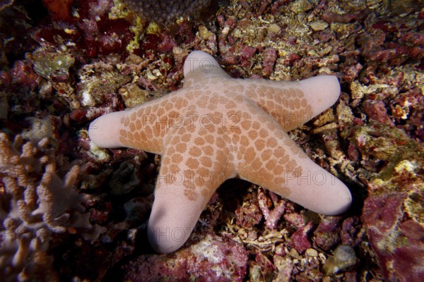 Granulated roller star (Choriaster granulatus) lies on coral-covered seabed, dive site Toyapakeh, Nusa Ceningan, Nusa Penida, Bali, Indonesia