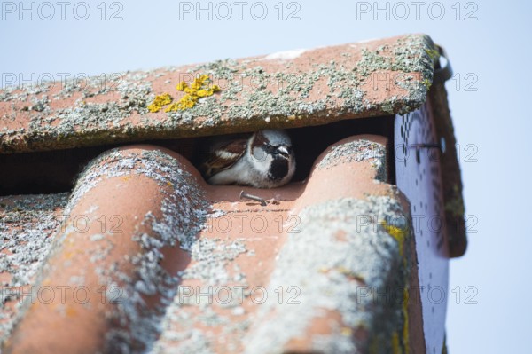 House sparrow (Passer domesticus), adult male, sitting in a gap of a tiled roof, trying to attract a female bird for nesting purposes, Hesse, Germany