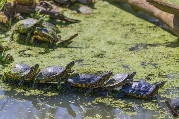 A group of red-eared slider (Trachemys scripta elegans)rests on logs lying in a pond covered with Lemna minor, the common duckweed