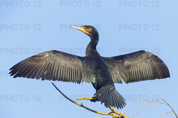 Cormorant, (Phalacrocorax carbo), animals, birds, family of cormorants, drying its plumage, Luisenpark, Mannheim, Baden-Würrttemberg, Federal Republic of Germany