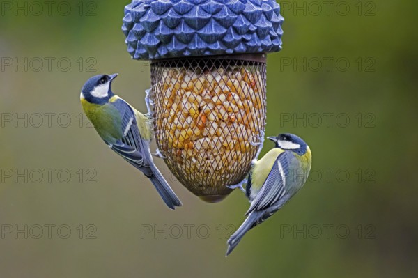 Two great tits (Parus major) eating peanuts from bird feeder, birdfeeder in garden in winter