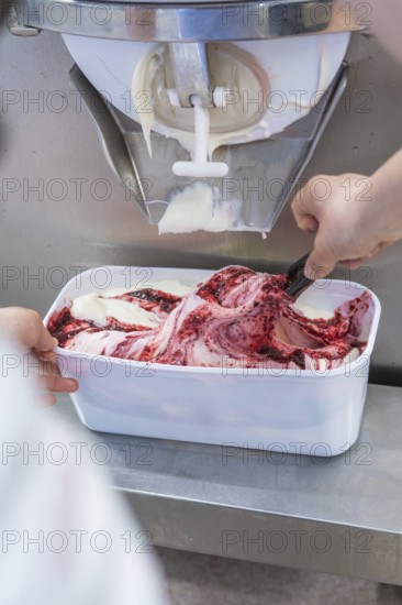 Ice cream is scraped out of a machine, reddish and white colours, preparation in a container, ice cream production farm ice cream, Haselstaller Hof, Wildberg, Black Forest, Germany