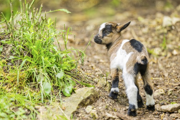 Close-up of domestic goat (Capra aegagrus hircus) youngster on a meadow, Bavaria, Germany