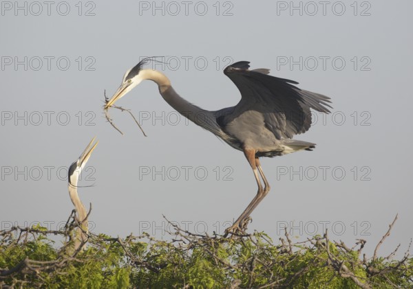 Great Blue Heron (Ardea herodias) with nesting material, Texas, USA
