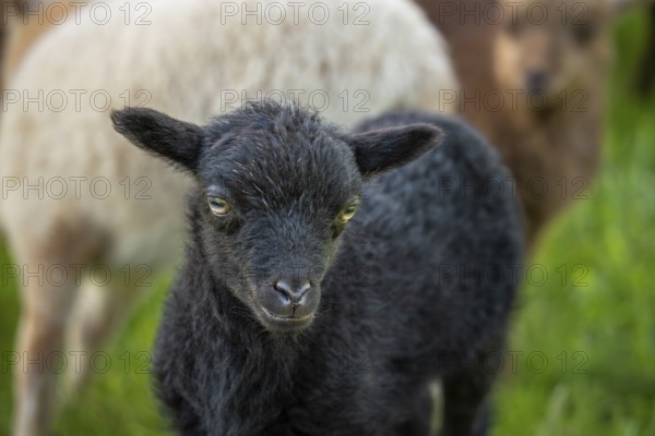 Black lamb in a meadow, behind it other sheep. portrait, Ouessant sheep (Breton dwarf sheep), Germany