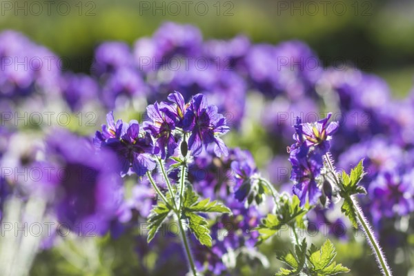 Blooming geraniums in the garden in summer