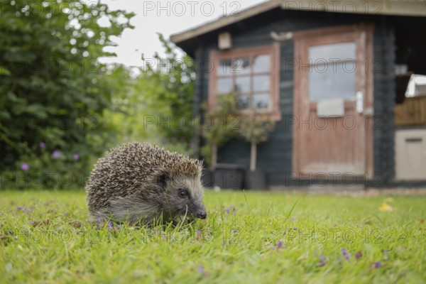 European hedgehog (Erinaceus europaeus) adult animal on a garden grass lawn in spring with a shed in the background, England, United Kingdom