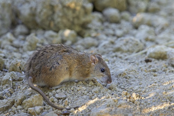 Brown rat, common rat, Norwegian rat, Norway rat (Rattus norvegicus) foraging in field