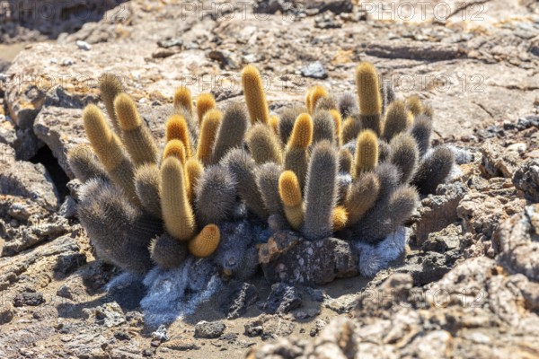 Brachycereus nesioticus (Cactaceae), Bartolome, Galapagos, Ecuador