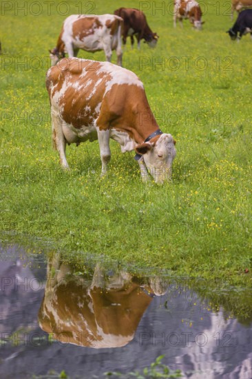 Holstein Friesian cattle stand on a green meadow next to a puddle. A reflection of the cows and the mountains can be seen in the puddle. Eng Valley, Austria