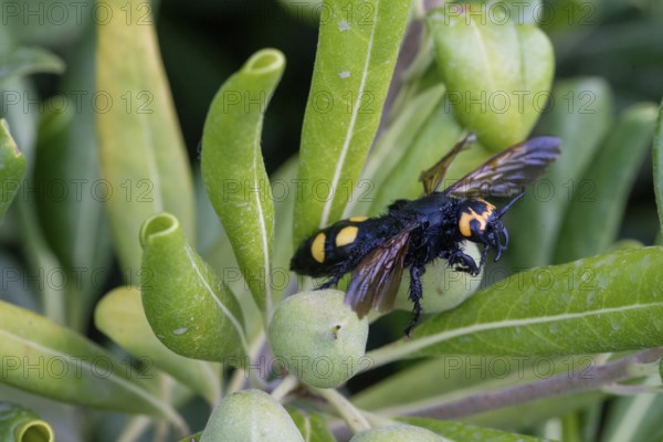 Mammoth wasp, female, Megascolia maculata flavifrons Fabricius, dead insect, France