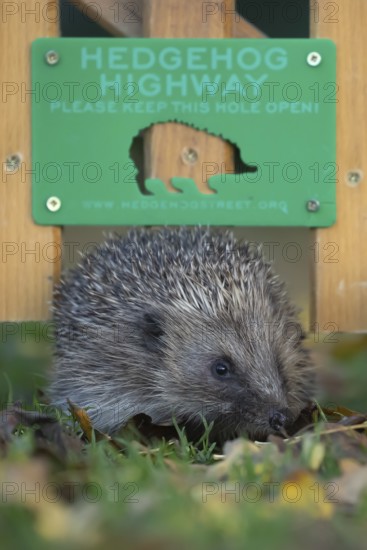 European hedgehog (Erinaceus europaeus) adult animal walking through a Hedgehog highway sign on an urban garden grass lawn with fallen autumnal leaves in the autumn, England, United Kingdom