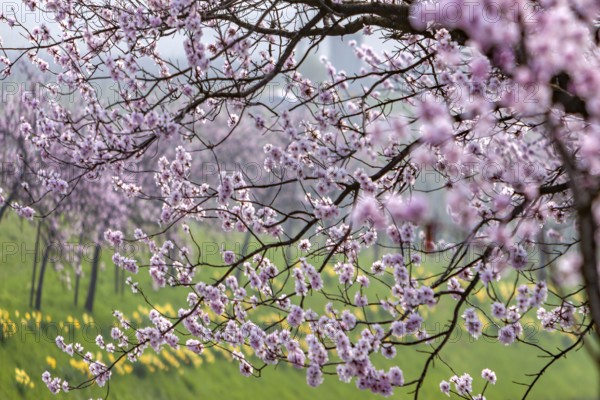 Almond tree (Prunus dulcis), Southern Palatinate, Palatinate, Rhineland-Palatinate, Germany