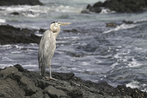 Great blue heron (Ardea herodias) on beach at Bahia Sullivan, Sullivan Bay on Santiago Island, San Salvador Island, Galápagos Islands, Ecuador, Latin America
